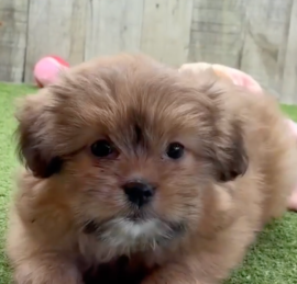 Pomshi Puppies For Sale - Lone Star Pups