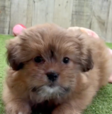 Cute Shih Pom Designer Pup