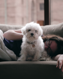 Cute Maltese Pup Cute Maltese Pup