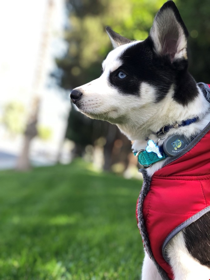 Cute Pomsky Pup