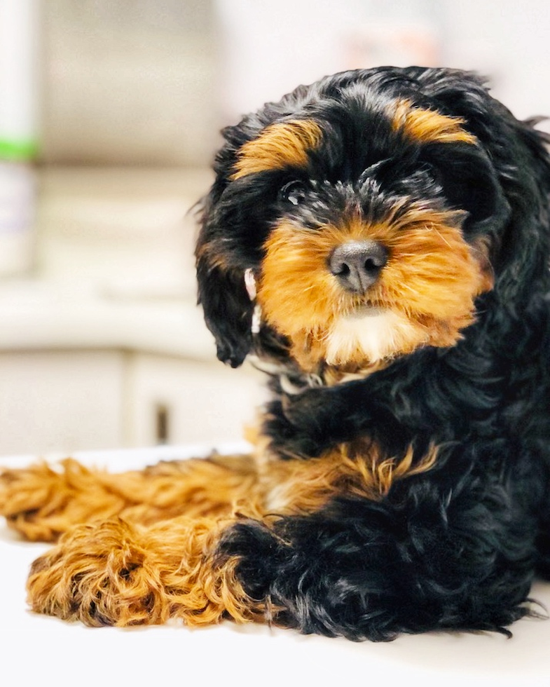 Cute Havapoo Pup