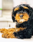 Cute Havapoo Pup Cute Havapoo Pup