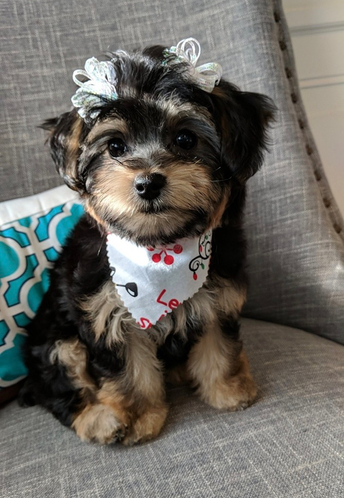 Cute Morkie Designer Pup