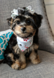 Cute Morkie Designer Pup Cute Morkie Designer Pup
