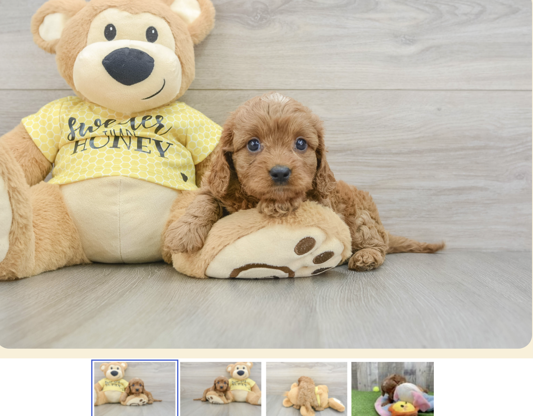 lone star pups cavapoo puppy listing