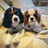 Cute Cavalier King Charles Spaniel Purebred Pup Cute Cavalier King Charles Spaniel Purebred Pup