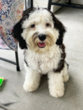 Mini Sheepadoodle Being Cute Mini Sheepadoodle Being Cute