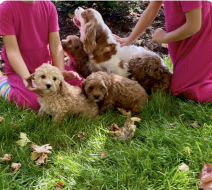lone star pups breeders socialising a litter of puppies
