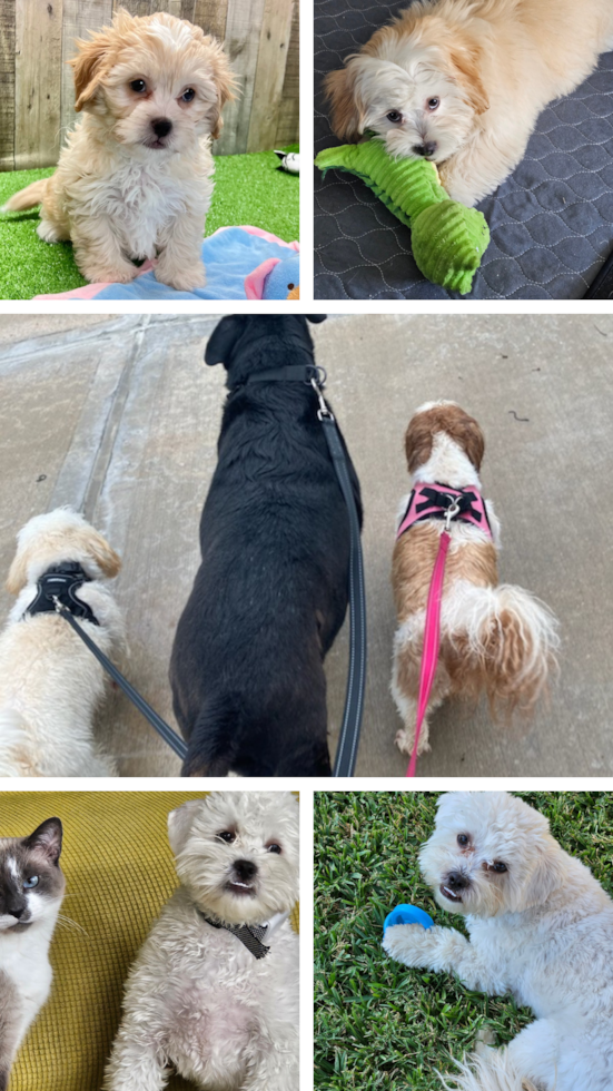 shih poo moki pictures that show him as a puppy and as an adult dog