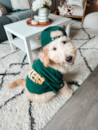 Cute Mini Portidoodle Poodle Mix Pup Cute Mini Portidoodle Poodle Mix Pup