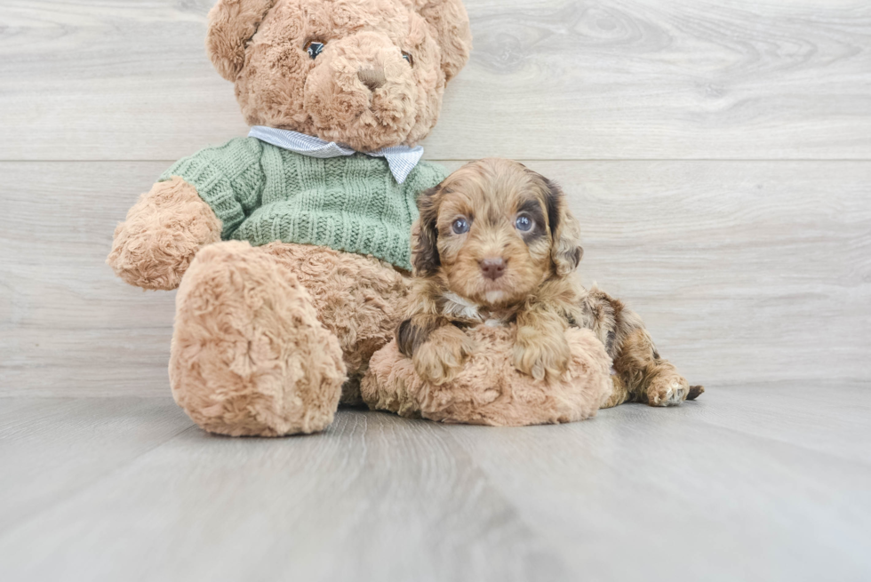 cavapoo puppy cookie as a puppy at lone star pups
