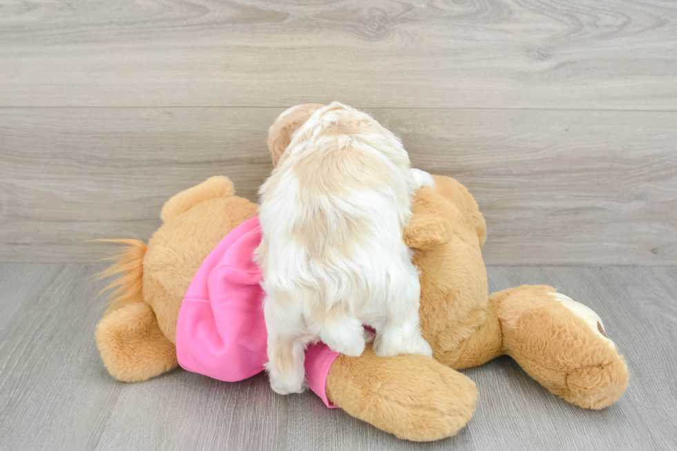 Cavachon Pup Being Cute