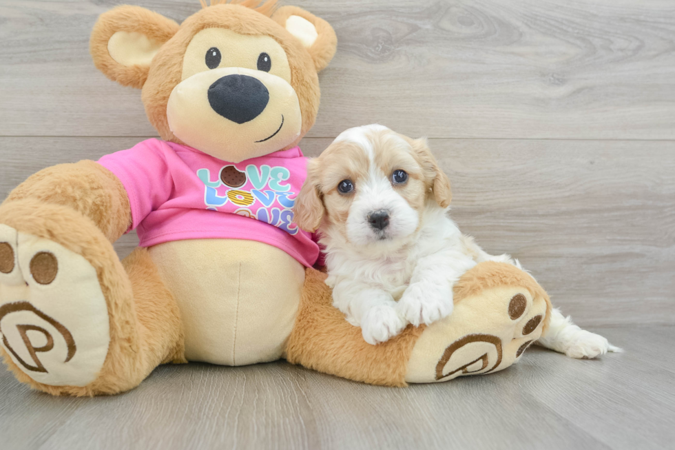 Energetic Cavalier Bichon Designer Puppy