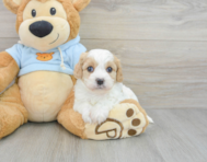 6 week old Cavachon Puppy For Sale - Lone Star Pups