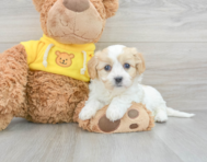 5 week old Cavachon Puppy For Sale - Lone Star Pups