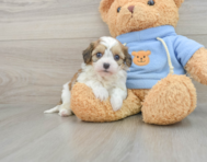 8 week old Cavachon Puppy For Sale - Lone Star Pups