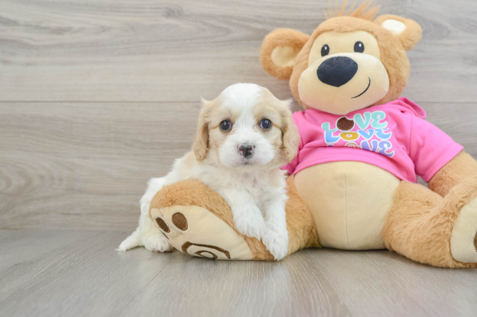 Cute Cavachon Baby