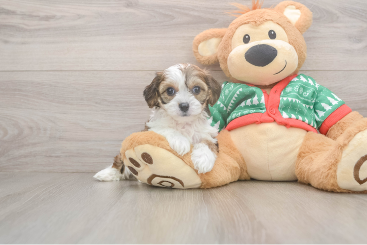 Little Cavalier Bichon Designer Puppy