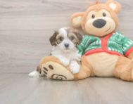 6 week old Cavachon Puppy For Sale - Lone Star Pups