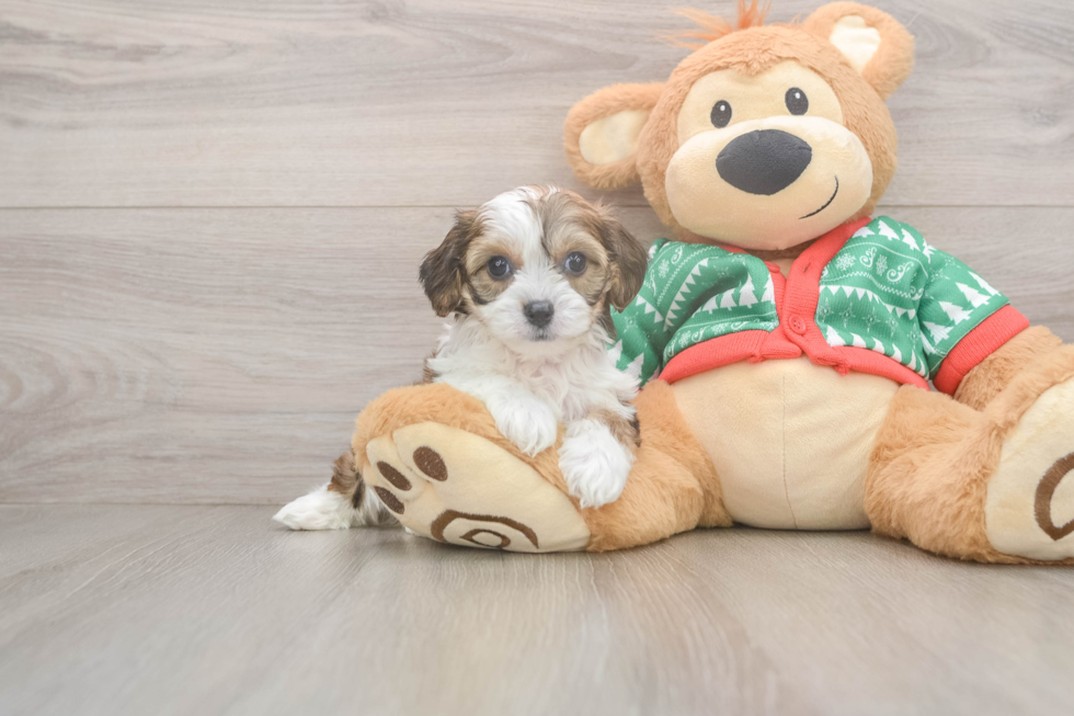 Little Cavalier Bichon Designer Puppy