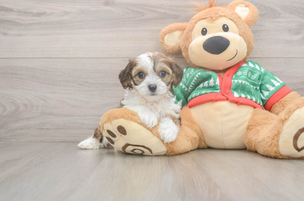 5 week old Cavachon Puppy For Sale - Lone Star Pups