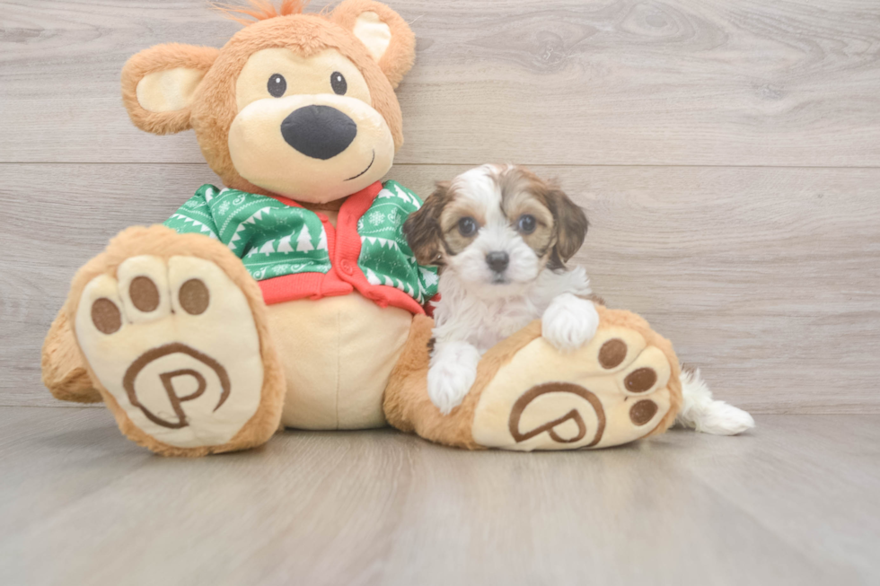 Best Cavachon Baby