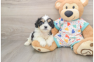 Cavachon Pup Being Cute