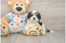 Happy Cavachon Baby