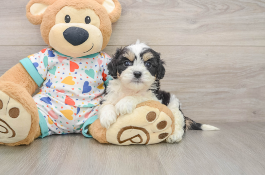 Happy Cavachon Baby