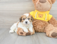 5 week old Cavachon Puppy For Sale - Lone Star Pups