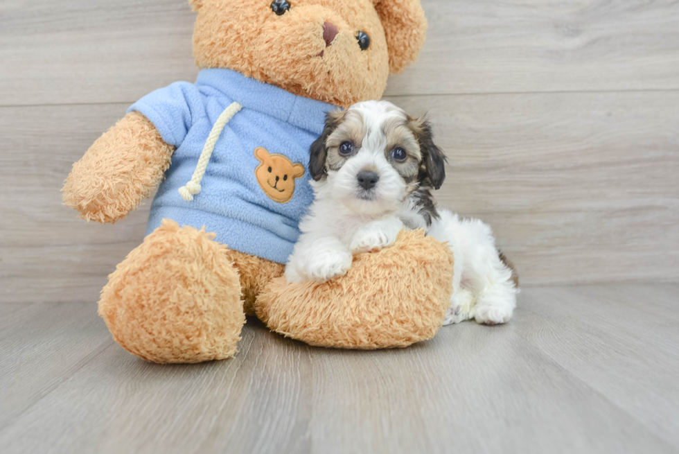 Cavachon Pup Being Cute