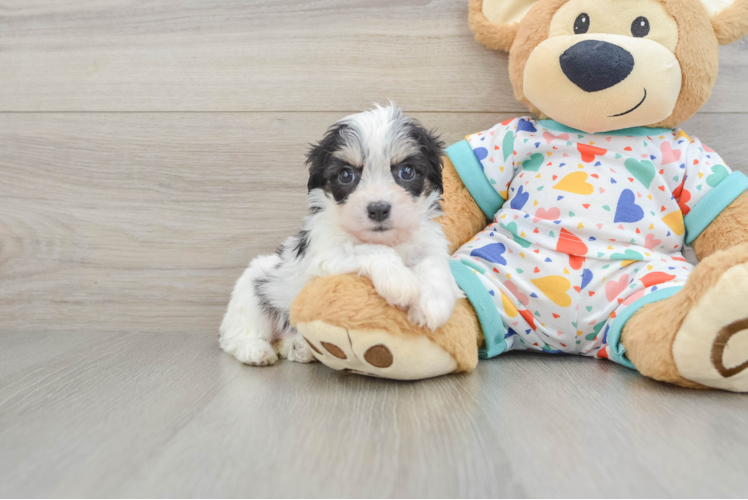 Cute Cavachon Baby