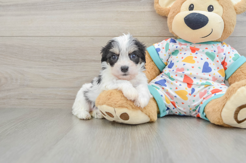 5 week old Cavachon Puppy For Sale - Lone Star Pups
