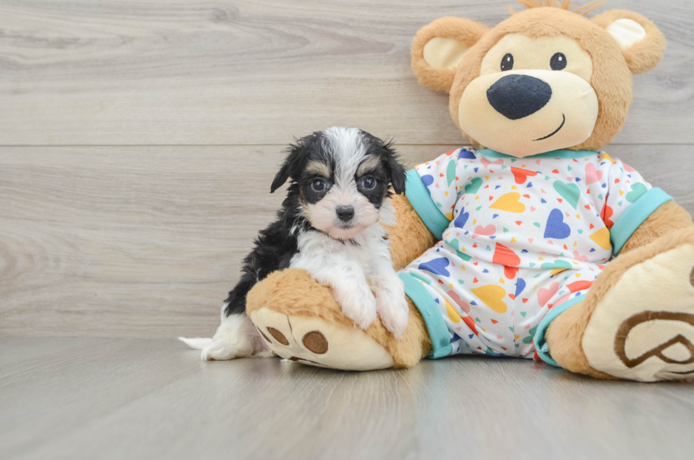 5 week old Cavachon Puppy For Sale - Lone Star Pups