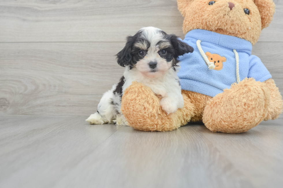 8 week old Cavachon Puppy For Sale - Lone Star Pups