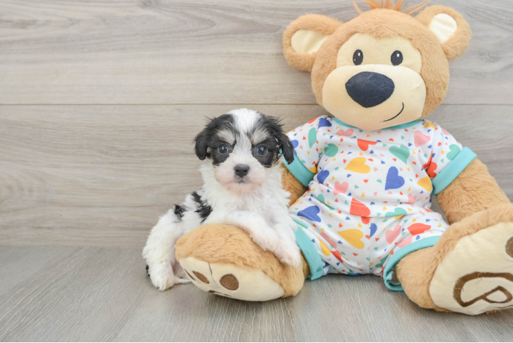 Cavachon Puppy for Adoption