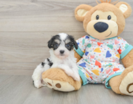 5 week old Cavachon Puppy For Sale - Lone Star Pups