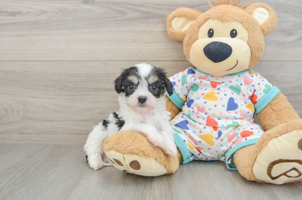 5 week old Cavachon Puppy For Sale - Lone Star Pups