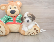 6 week old Cavachon Puppy For Sale - Lone Star Pups