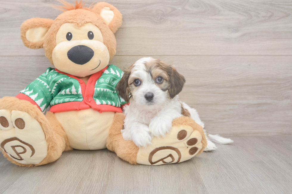 5 week old Cavachon Puppy For Sale - Lone Star Pups