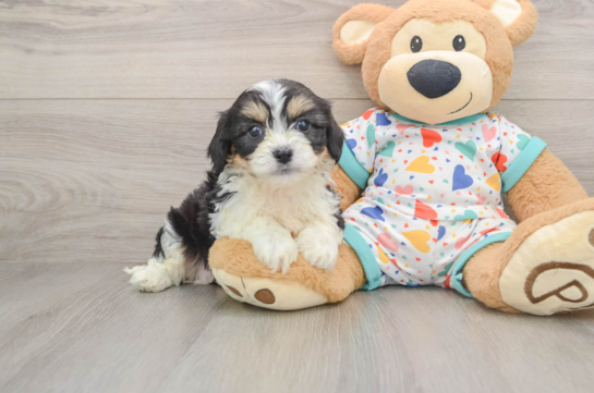 Best Cavachon Baby