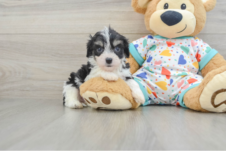 Popular Cavachon Designer Pup