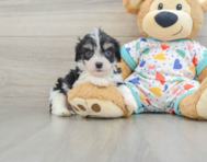 5 week old Cavachon Puppy For Sale - Lone Star Pups