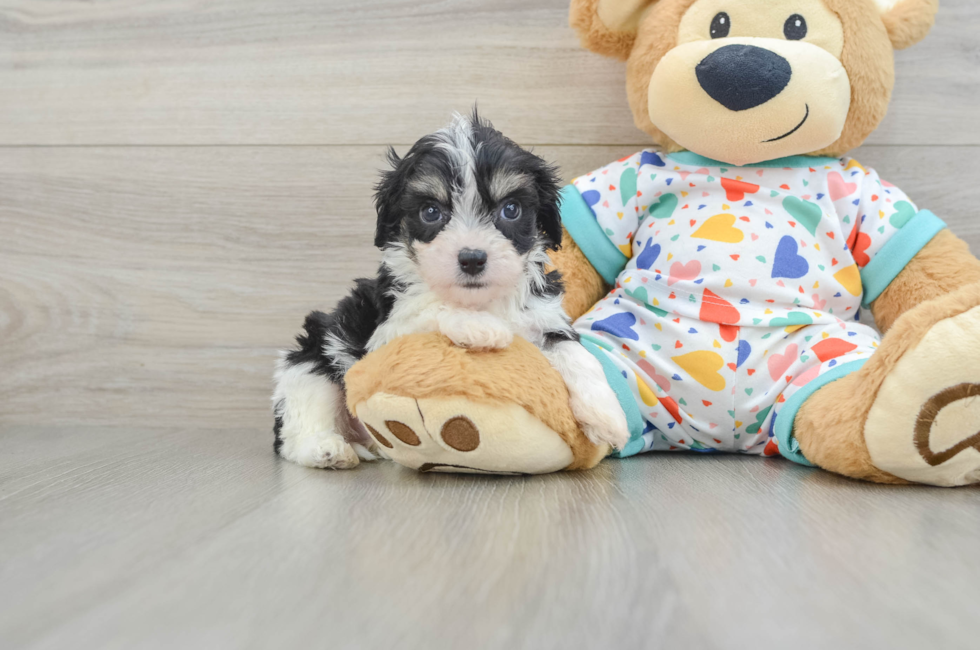5 week old Cavachon Puppy For Sale - Lone Star Pups