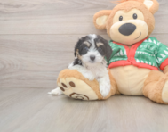 6 week old Cavachon Puppy For Sale - Lone Star Pups