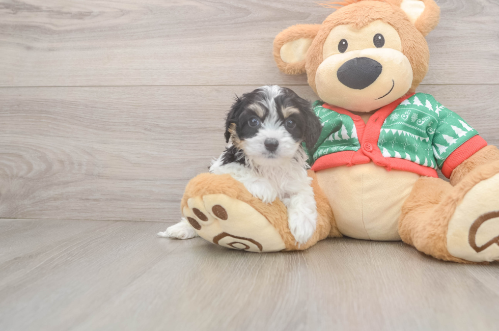 5 week old Cavachon Puppy For Sale - Lone Star Pups