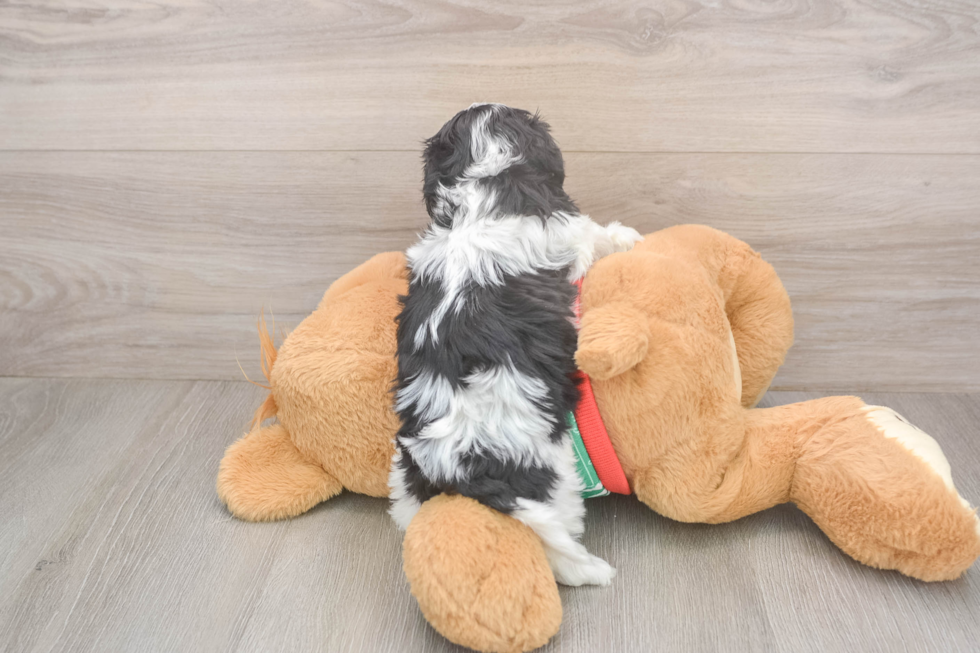 Cavachon Puppy for Adoption