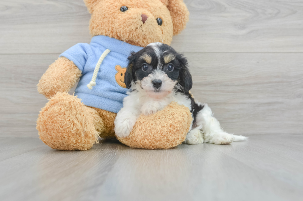 8 week old Cavachon Puppy For Sale - Lone Star Pups