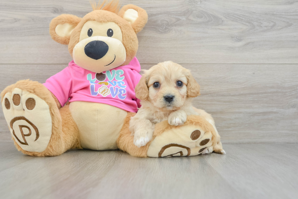 Cavachon Pup Being Cute