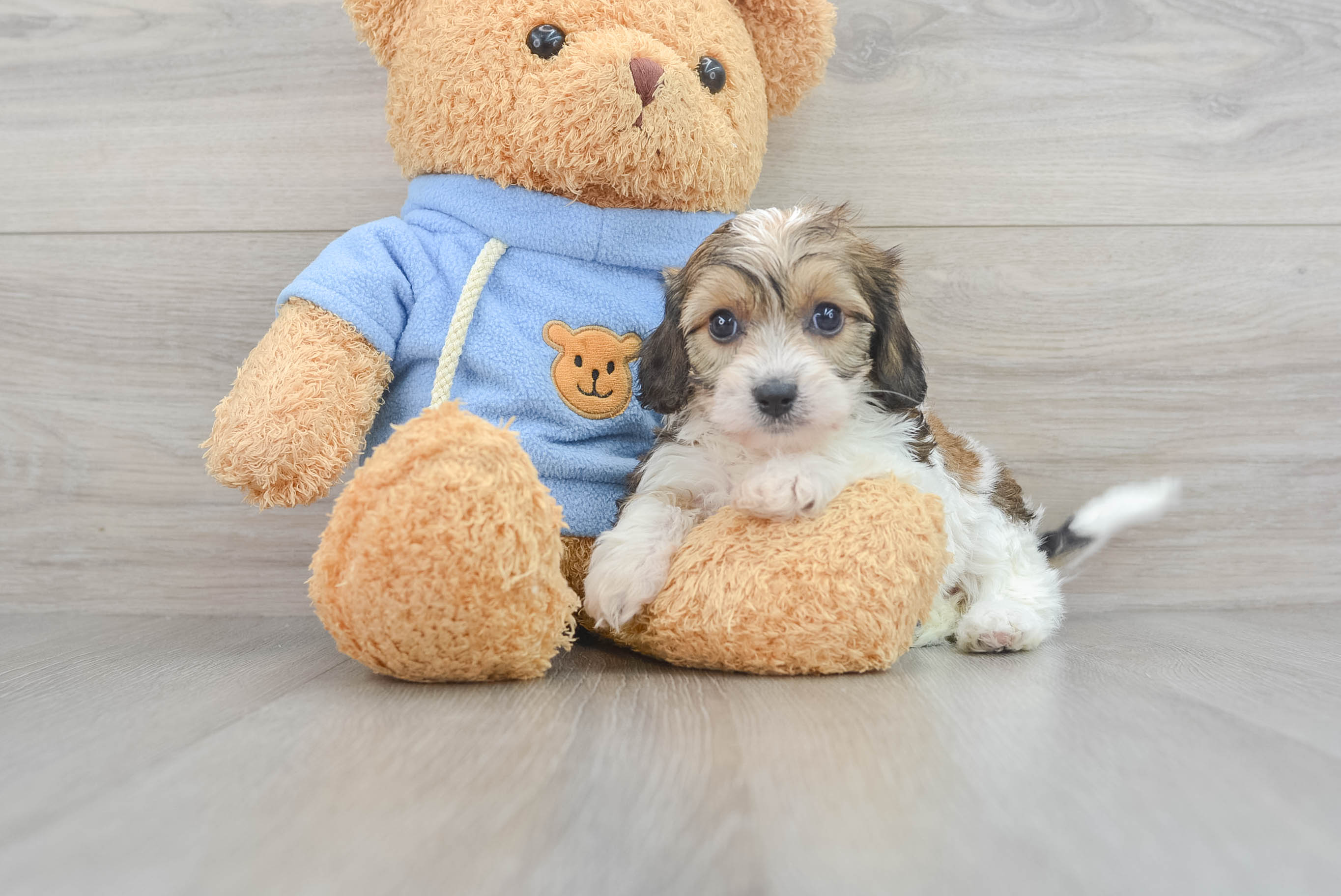 Cavachon Pup Being Cute